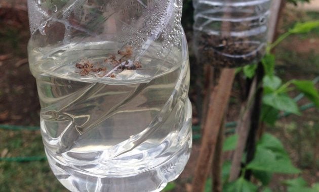 Perangkap serangga dari botol bekas